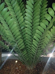 Encephalartos ferox