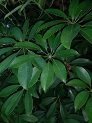 Heptapleurum arboricola