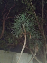 Cordyline australis