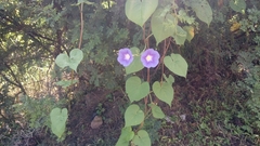 Ipomoea parasitica