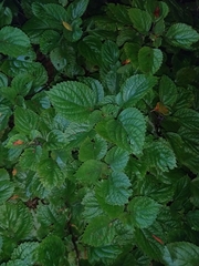 Plectranthus fruticosus