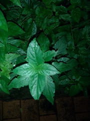 Thunbergia natalensis