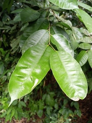 Brosimum alicastrum