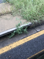 Solanum lycopersicum