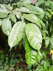 Brosimum alicastrum