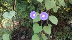 Ipomoea parasitica
