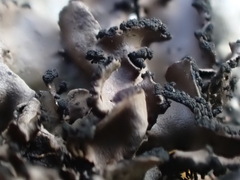Umbilicaria polyrrhiza