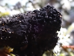 Umbilicaria polyrrhiza