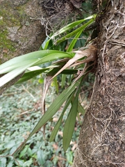Encyclia