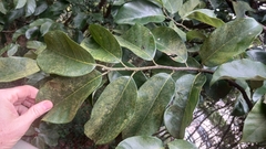 Artocarpus hypargyreus