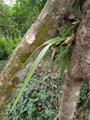 Encyclia