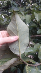 Artocarpus hypargyreus