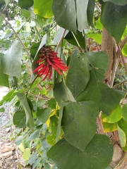 Erythrina americana