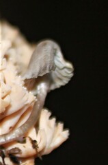 Mycena pseudocorticola
