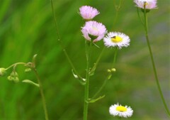 Erigeron philadelphicus