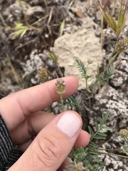 Astragalus didymocarpus didymocarpus