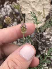 Astragalus didymocarpus didymocarpus