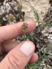 Astragalus didymocarpus didymocarpus