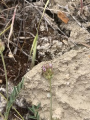 Astragalus didymocarpus didymocarpus
