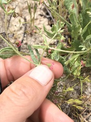 Eriogonum gracillimum