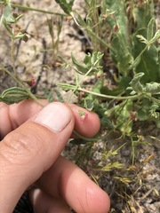 Eriogonum gracillimum