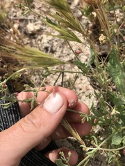 Eriogonum gracillimum