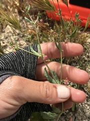 Eriogonum gracillimum