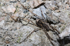 Protolophus