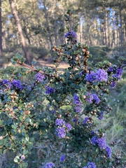 Ceanothus rigidus