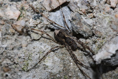Protolophus