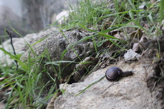 Glyptostoma gabrielense