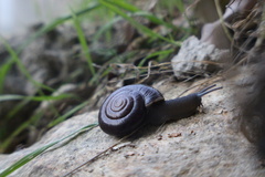 Glyptostoma gabrielense