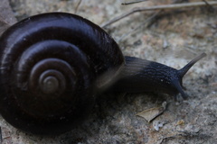 Glyptostoma gabrielense