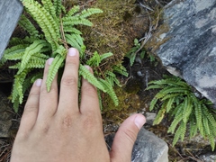 Asplenium viride image