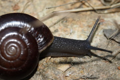 Glyptostoma gabrielense