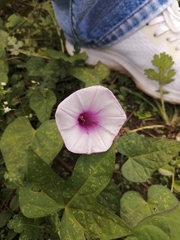 Ipomoea trifida