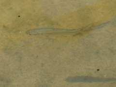 Sillago ciliata