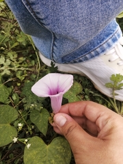 Ipomoea trifida