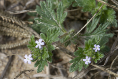 Glandularia quadrangulata