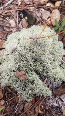 Cladonia evansii