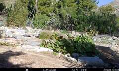 Sceloporus occidentalis