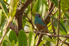 Uraeginthus bengalus