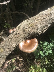 Pleurotus australis