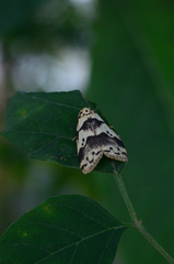 Eugoa bipunctata