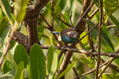 Uraeginthus bengalus