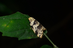 Eugoa bipunctata