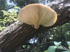 Pleurotus australis