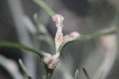 Aceria paracalifornica