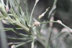 Aceria paracalifornica