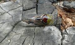 Cicadidae
